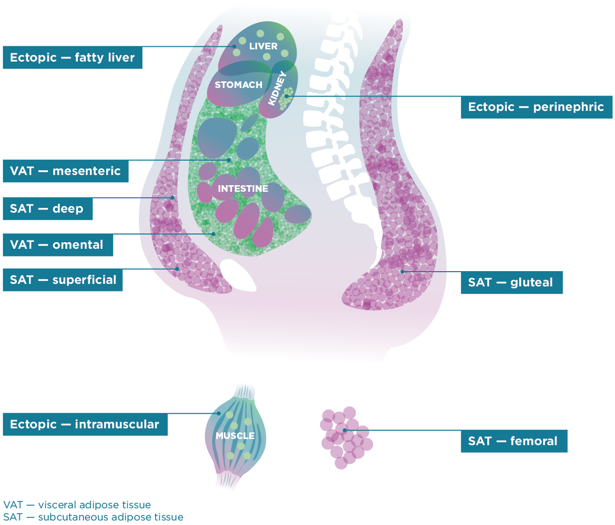 Figure 1: Adipose Tissue Depots