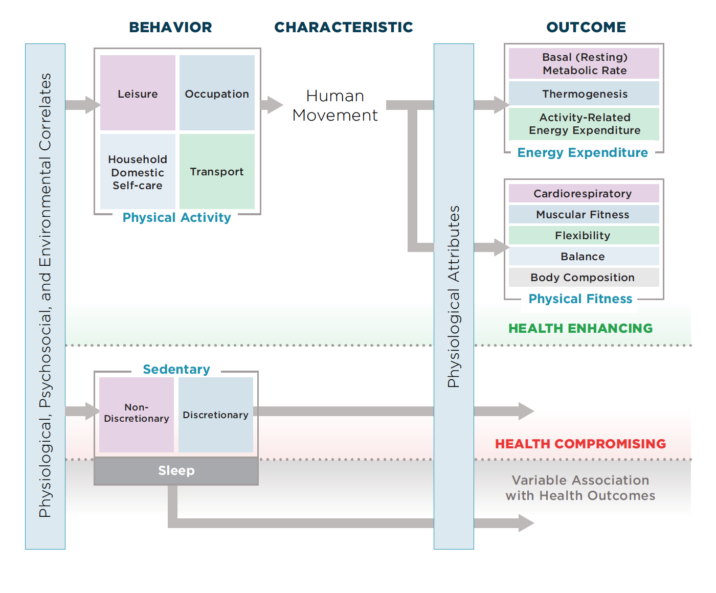 Figure 3: A Model of Sedentary and Physical Activity Behaviors